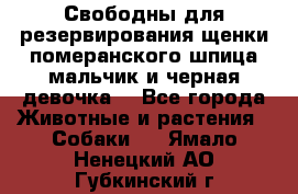 Свободны для резервирования щенки померанского шпица мальчик и черная девочка  - Все города Животные и растения » Собаки   . Ямало-Ненецкий АО,Губкинский г.